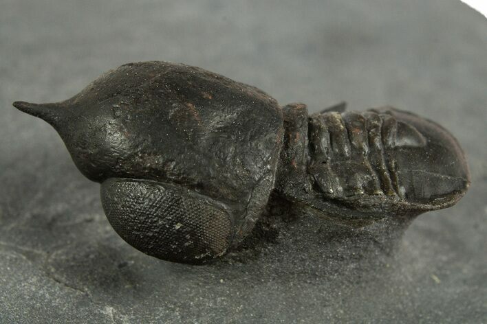 Pelagic Trilobite (Cyclopyge) Fossil - Huge Eyes #344601
